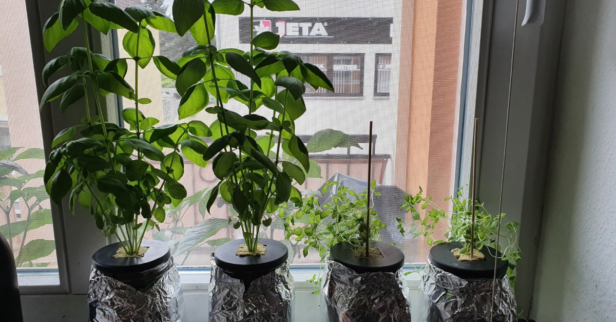 My two Kratky grown Basil plants, next to the two Kratky grown Oregano plants