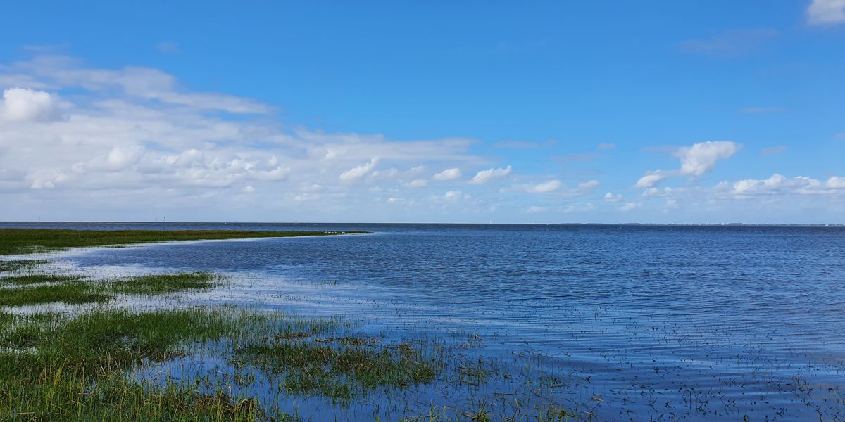 A picture of a coastline. Blue sky with some clouds, dark blue rippled water, and gras growing on the shore.