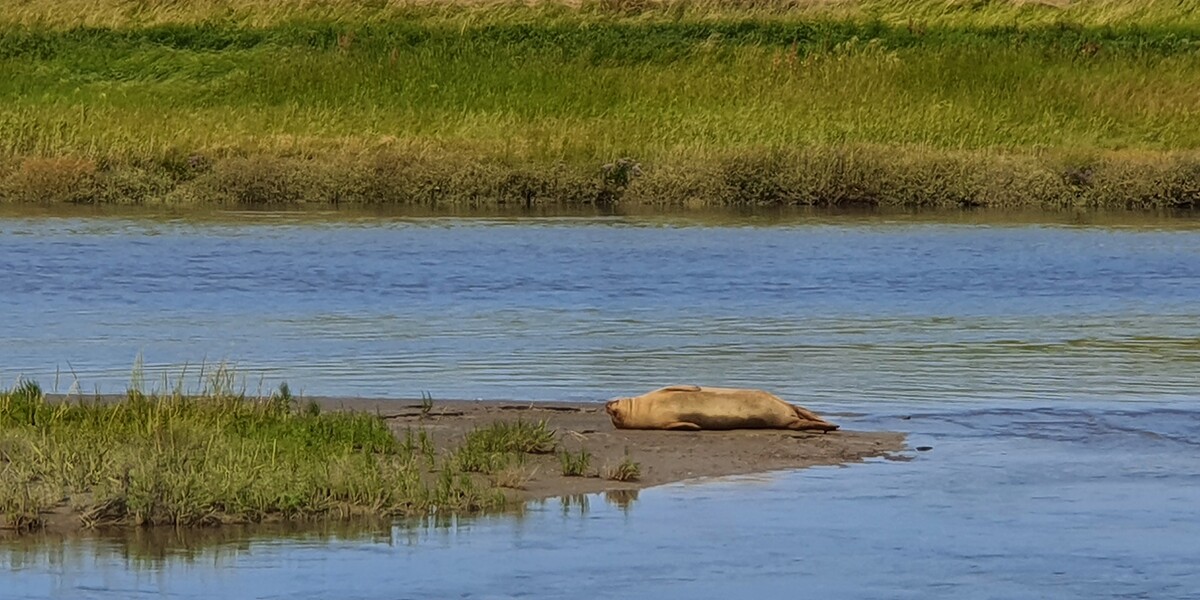 A seal resting on its back on a river bank