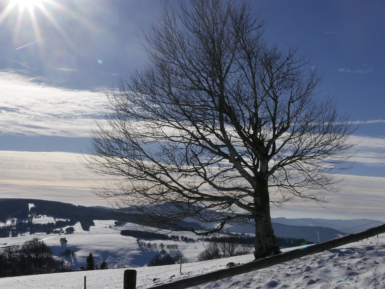 A tree on the side of a hill in the snow. The sky is blue, the sun is shining.