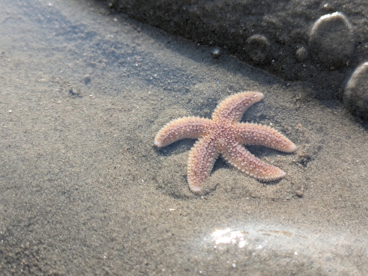 A tiny starfish in the sand, under water