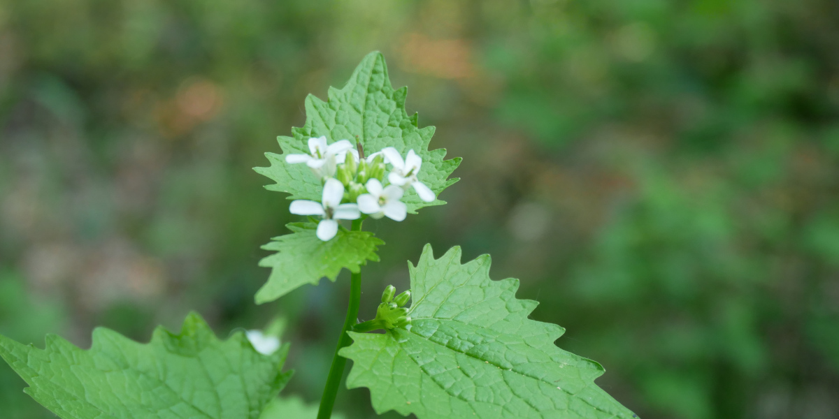 Some small white flowers on a green plant